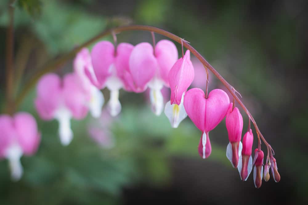 This is a pretty flower that is being used with our Tribute Gift section.