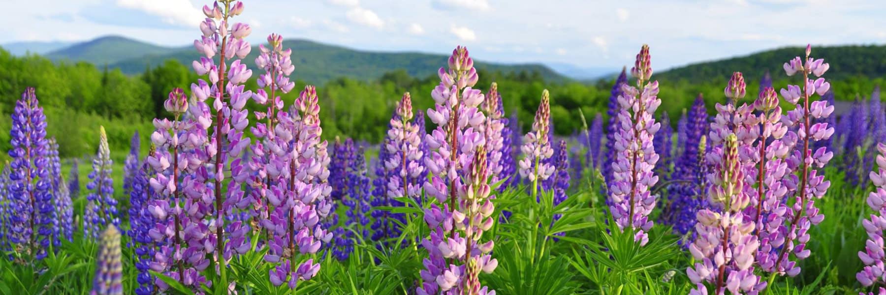 lupins in a field