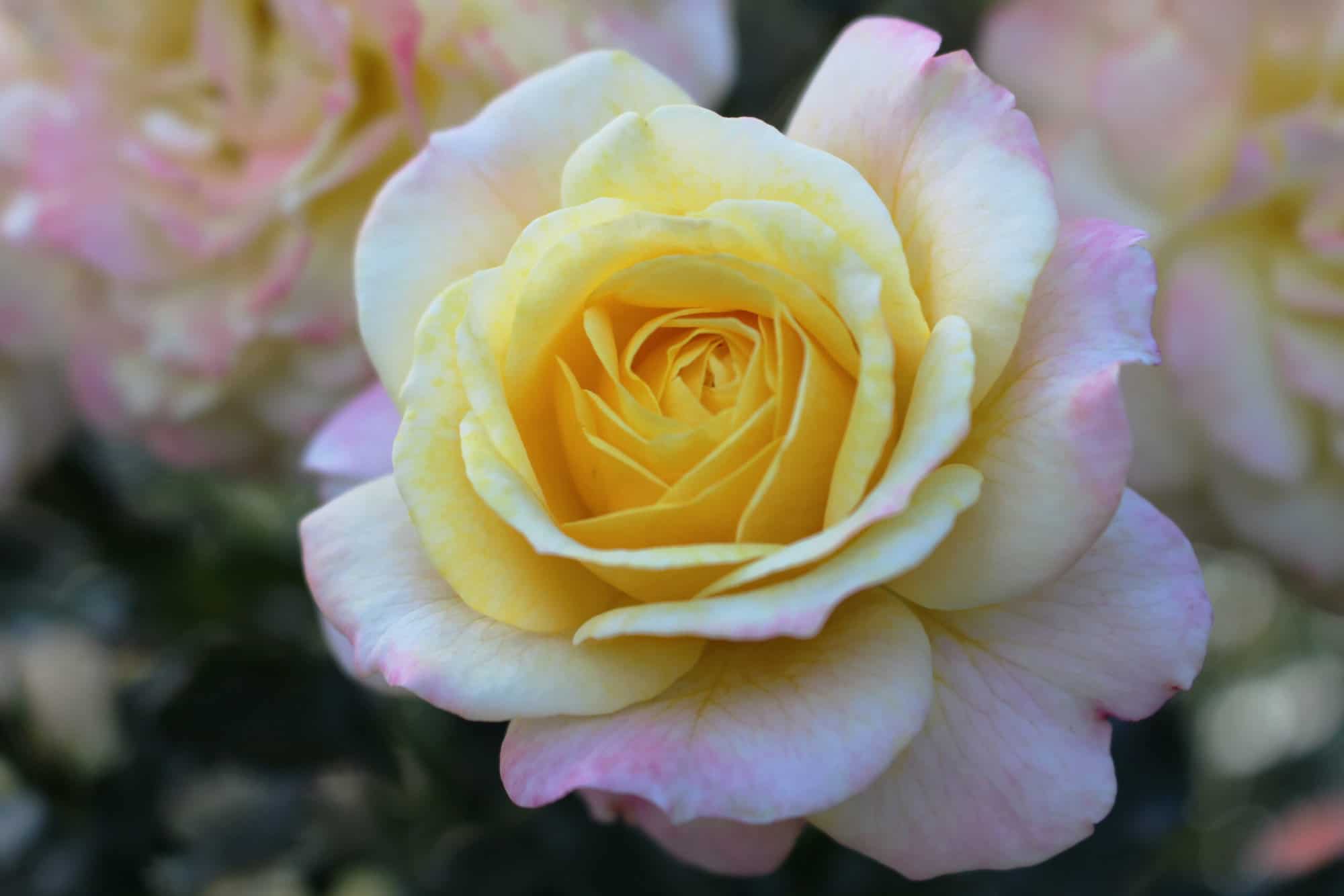 Remembering Diana Peirce, RN